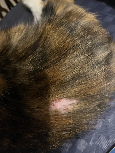 Bald patch on cat