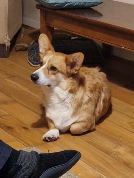 I accidentally cancelled my big Christmas food shop order that was due to be delivered later today ...
