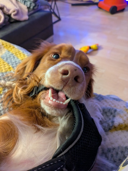 Adolescent Dog Survival Thread - Bark the Herald, furry angels sing!