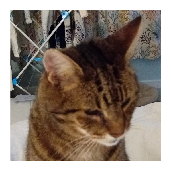 Tinsel, Glitter and Baubles - the Excellent Cats prepare to knock Everything off your Christmas Tree