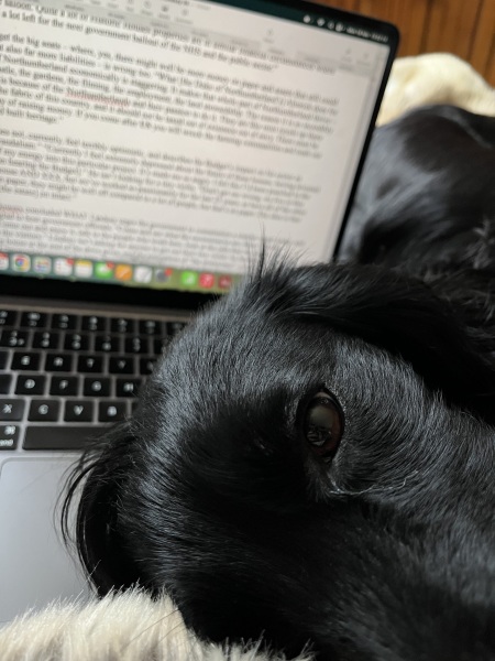 Adolescent Dog Survival Thread - Bark the Herald, furry angels sing!