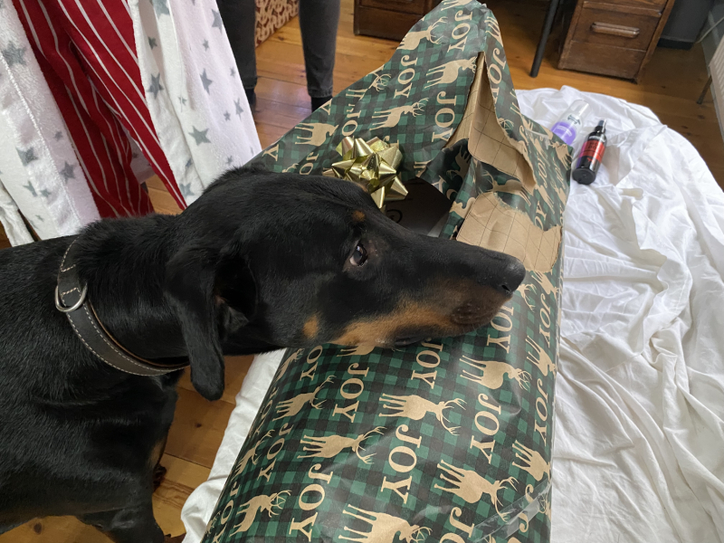 What are you getting your dog for Christmas?