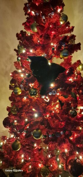 Tinsel, Glitter and Baubles - the Excellent Cats prepare to knock Everything off your Christmas Tree