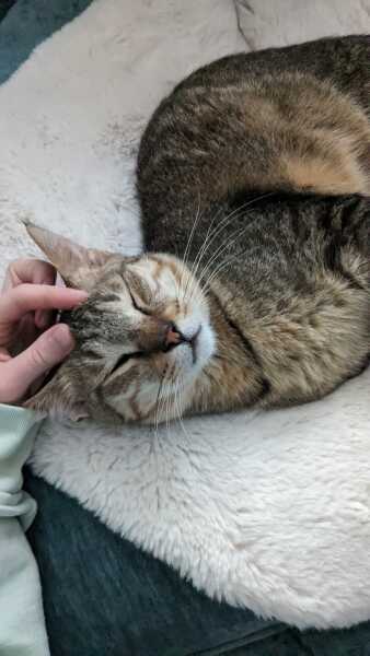 Tinsel, Glitter and Baubles - the Excellent Cats prepare to knock Everything off your Christmas Tree