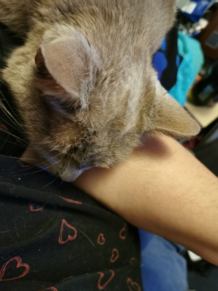"Sludgy" bladder - anyone else's cat had this?