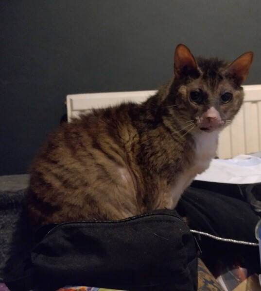 Tinsel, Glitter and Baubles - the Excellent Cats prepare to knock Everything off your Christmas Tree