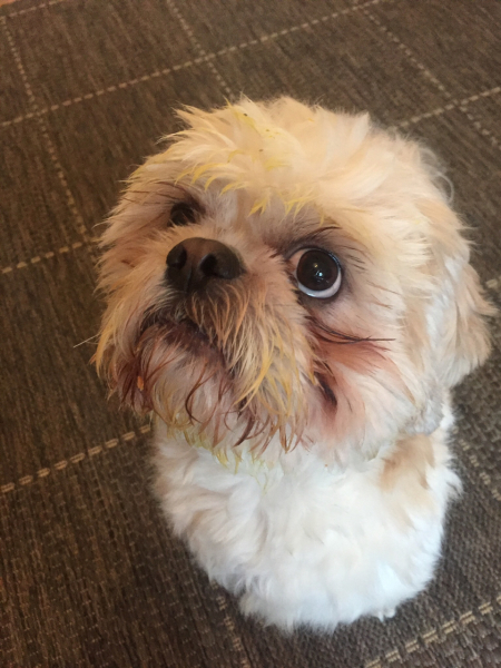 This bloody dog will be the death of me