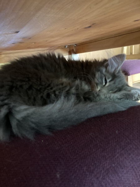 What perfectly ordinary places have you found your cat?