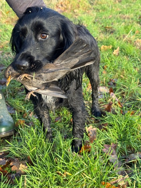 Adolescent Dog Survival Thread - Bark the Herald, furry angels sing!