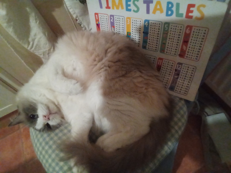 Tinsel, Glitter and Baubles - the Excellent Cats prepare to knock Everything off your Christmas Tree