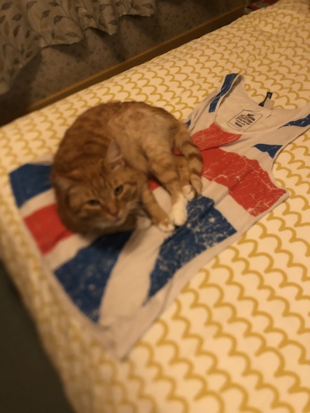 Who wants to see a cat in a hat?