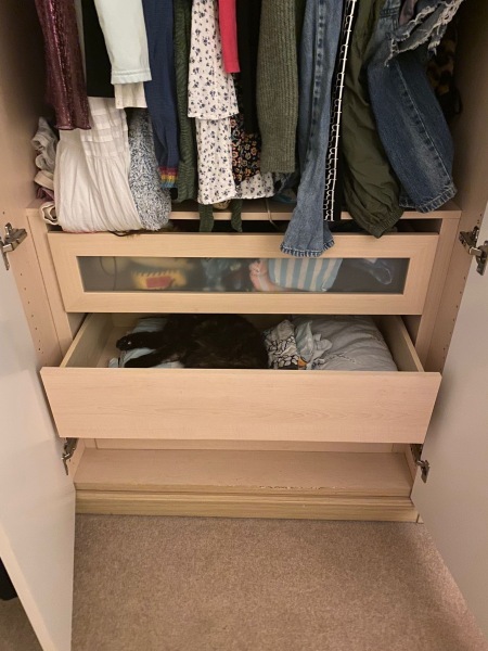 What perfectly ordinary places have you found your cat?
