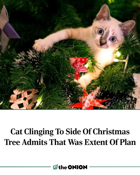 Thread 13 Starmer - facts are for lefties