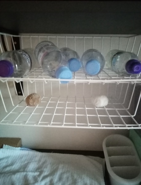 The Bluestocking - the one with the Christmas stocking