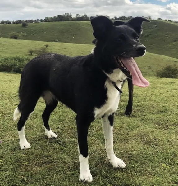 Puppy Survival Thread for New and Old Pups - here comes winter 2024