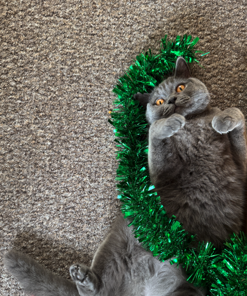 Tinsel, Glitter and Baubles - the Excellent Cats prepare to knock Everything off your Christmas Tree