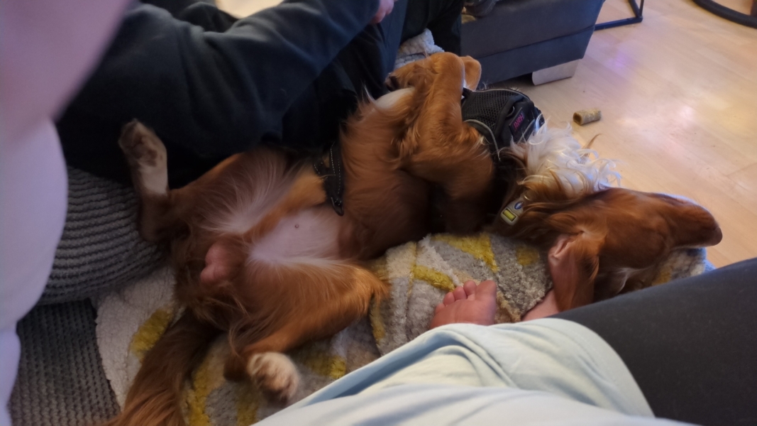 Adolescent Dog Survival Thread - Bark the Herald, furry angels sing!