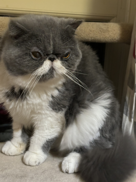 Magnificent Moustaches