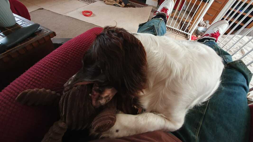 Is this normal for a dog?