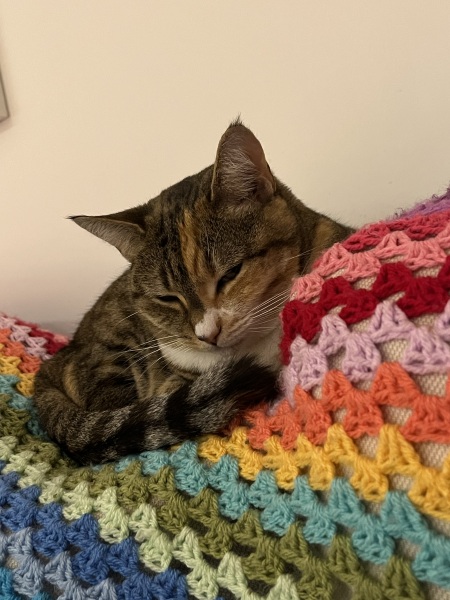 Tinsel, Glitter and Baubles - the Excellent Cats prepare to knock Everything off your Christmas Tree