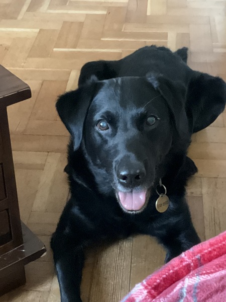 Childfree Christmas plans