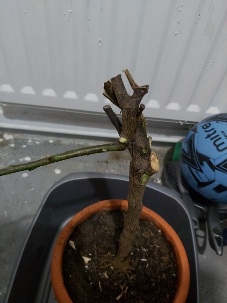 What's going on with my lemon tree??