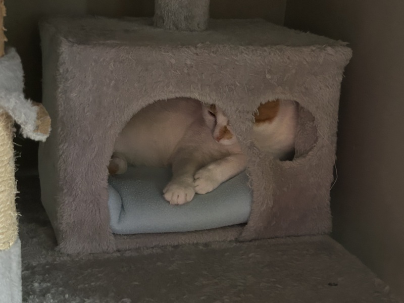What perfectly ordinary places have you found your cat?