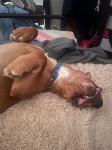 Adolescent Dog Survival Thread - Bark the Herald, furry angels sing!