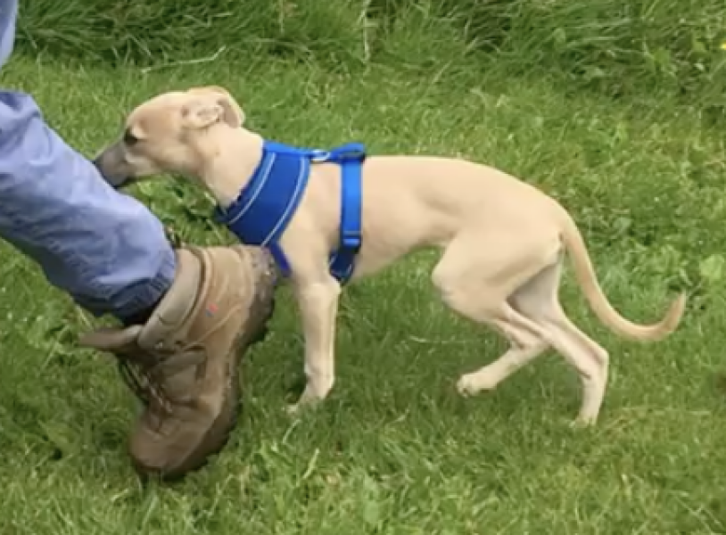 Getting a Cocker Spaniel puppy this week