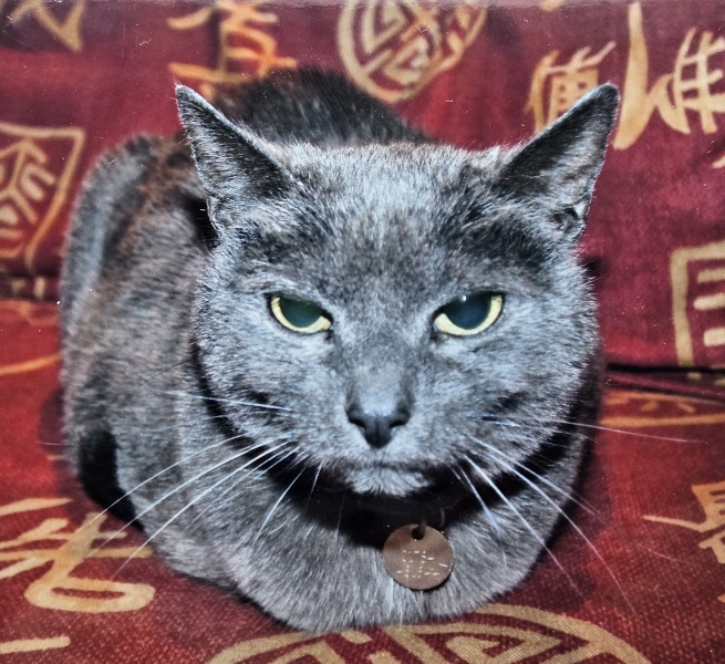 Tinsel, Glitter and Baubles - the Excellent Cats prepare to knock Everything off your Christmas Tree