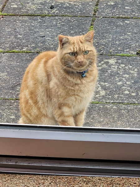 Tinsel, Glitter and Baubles - the Excellent Cats prepare to knock Everything off your Christmas Tree