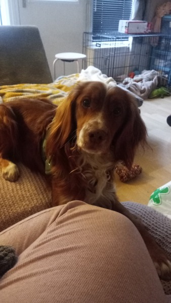 Adolescent Dog Survival Thread - Bark the Herald, furry angels sing!
