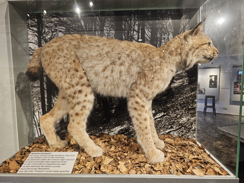 Tinsel, Glitter and Baubles - the Excellent Cats prepare to knock Everything off your Christmas Tree