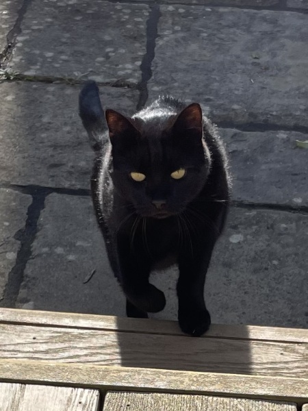 How to administer annual jabs without stressing older cat