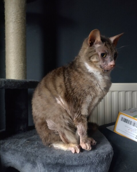 Tinsel, Glitter and Baubles - the Excellent Cats prepare to knock Everything off your Christmas Tree