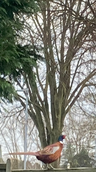 What can I feed this stray pheasant?