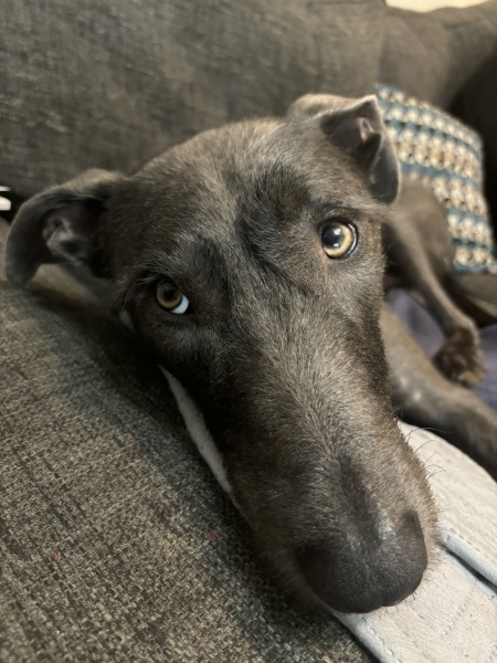 To think they should take him to the vets