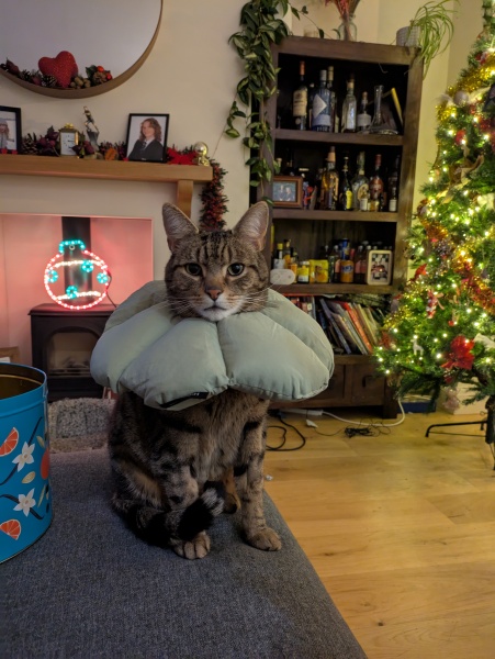 "Sludgy" bladder - anyone else's cat had this?