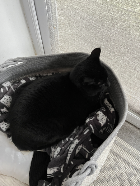 Tinsel, Glitter and Baubles - the Excellent Cats prepare to knock Everything off your Christmas Tree