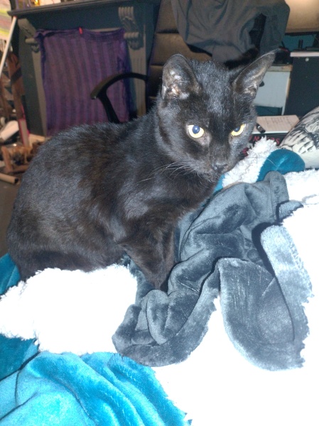 Tinsel, Glitter and Baubles - the Excellent Cats prepare to knock Everything off your Christmas Tree