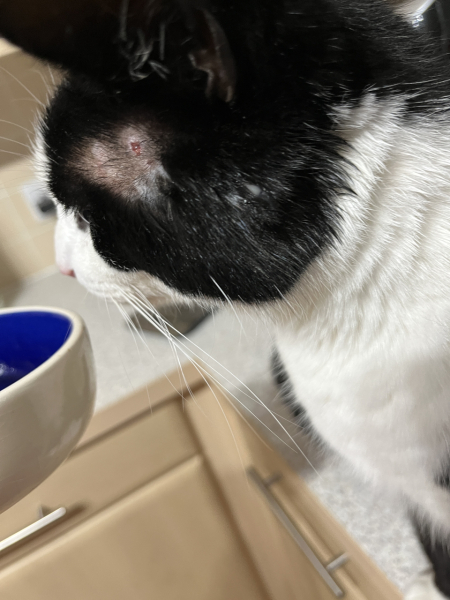 Tinsel, Glitter and Baubles - the Excellent Cats prepare to knock Everything off your Christmas Tree