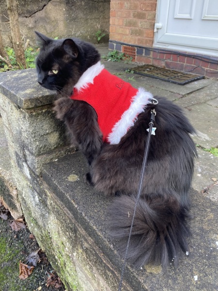 Tinsel, Glitter and Baubles - the Excellent Cats prepare to knock Everything off your Christmas Tree