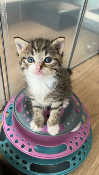 Tinsel, Glitter and Baubles - the Excellent Cats prepare to knock Everything off your Christmas Tree