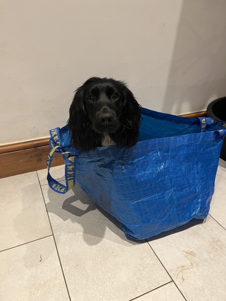 Getting a Cocker Spaniel puppy this week