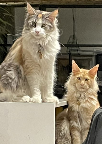 Help - ready for a new kitten but overthinking