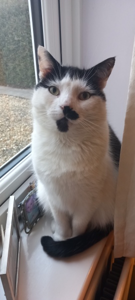 Ring Out, Wild Bells! As 2025 approaches, the Excellent Cats raise their game with a discussion on Tennyson's poetry