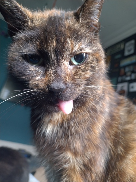 Ring Out, Wild Bells! As 2025 approaches, the Excellent Cats raise their game with a discussion on Tennyson's poetry