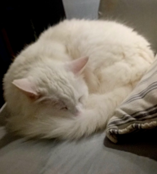 Tinsel, Glitter and Baubles - the Excellent Cats prepare to knock Everything off your Christmas Tree