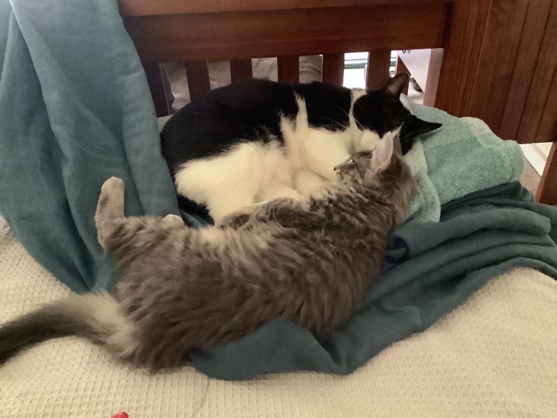 Tinsel, Glitter and Baubles - the Excellent Cats prepare to knock Everything off your Christmas Tree