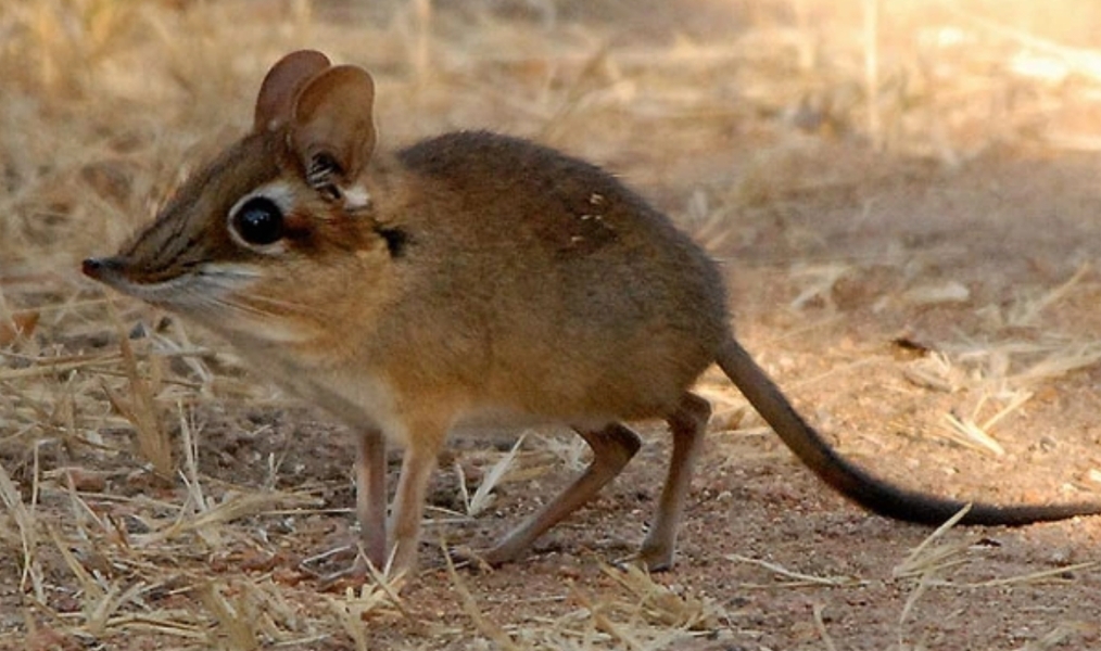 Bluestocking: the one where Boiled gets to the bar first!